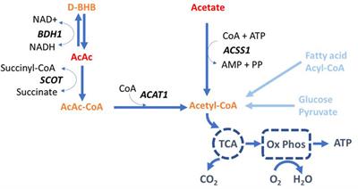 Cardiorenal ketone metabolism: a positron emission tomography study in healthy humans